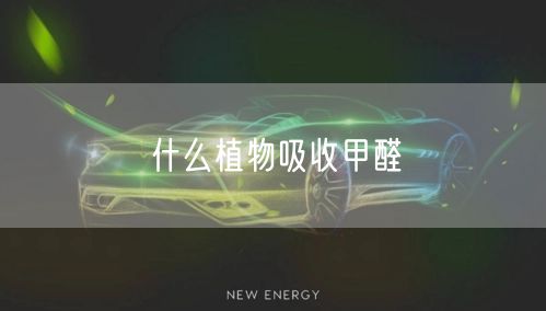 什么植物吸收甲醛(图1) 什么植物吸收甲醛(图1)