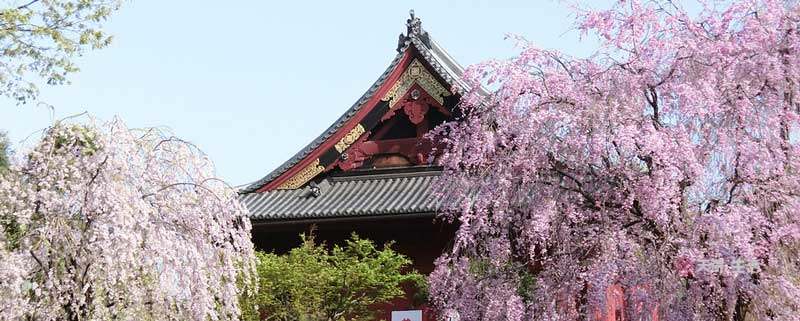 东京上野公园要门票吗 上野公园需要买票吗(图1) 东京上野公园要门票吗